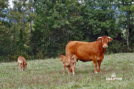 Vache au pré