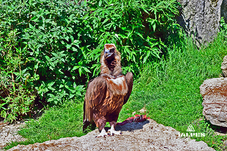 Parc des Oiseaux, Ain