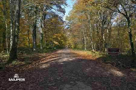 Forêt de la Réna, Ain