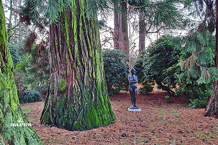 Genève, parc La Grange, statue et cèdres du Liban.