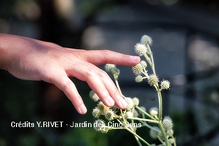Jardin sensoriel