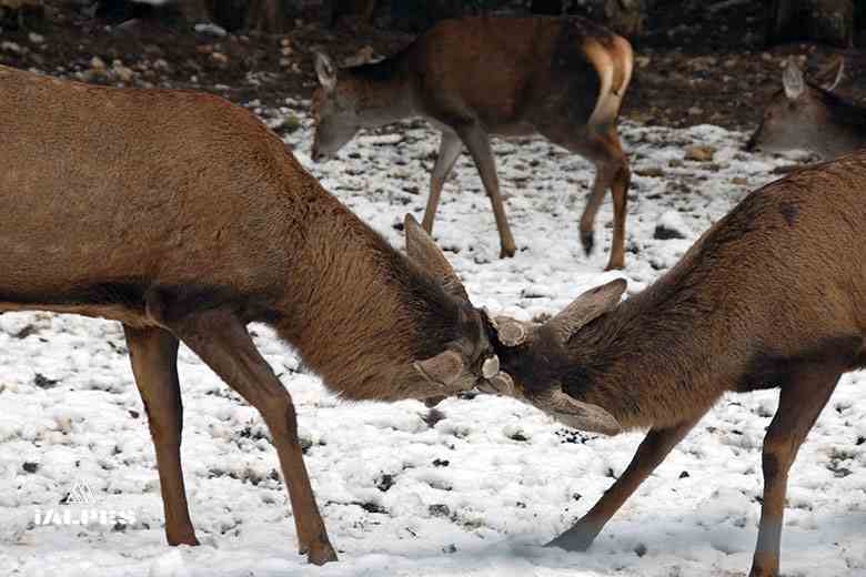 Cerf au parc de la Grande Jeanne