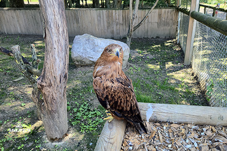 Aigle des steppes
