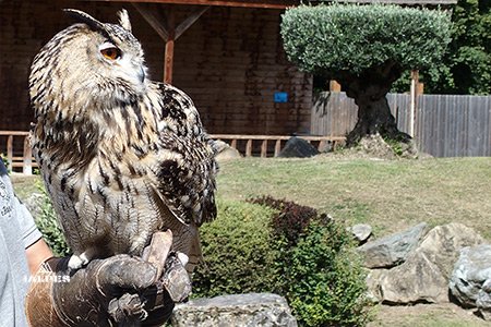 Les Aigles du Léman