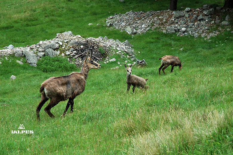 Éterlou (jeune chamois) au Parc animalier de Merlet aux Houches