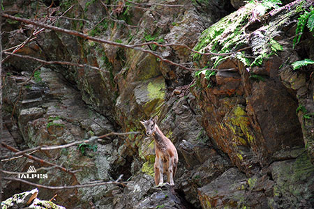 Parc animalier e Merlet, Les Houches, , Haute-Savoie