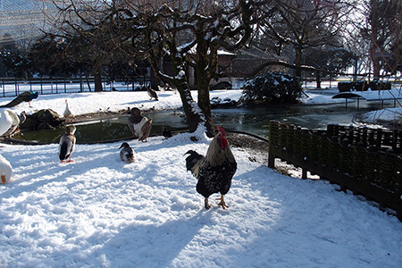 Volière parc de l'Impérial à Annecy.