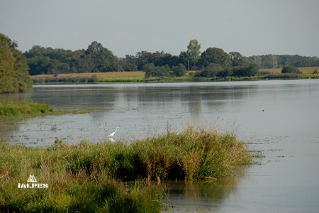 Aigrette sur un étang traditionnel au coeur de la Dombes dans l'Ain