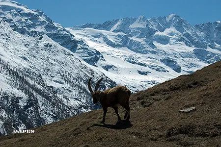 Vallée d'Aoste,bouquetin en montagne dans le parc du Grand Paradis.