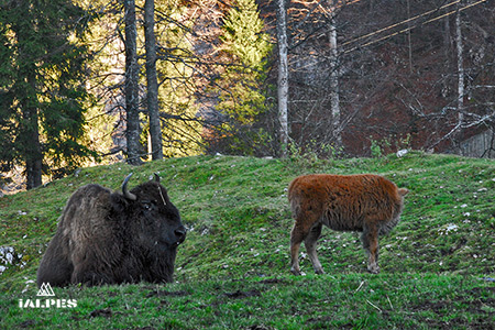 Canton de Vaud, parc animalier Jurapark