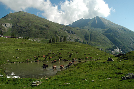 Vallée d'Aoste: col du Petit-Saint-Bernard, troupeau de vaches en alpage 