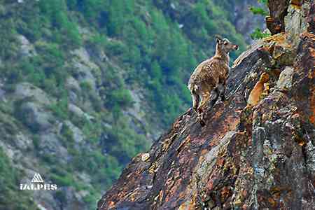 Chamois dans les Alpes