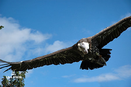 Montagne des aigles,Kintzheim, France