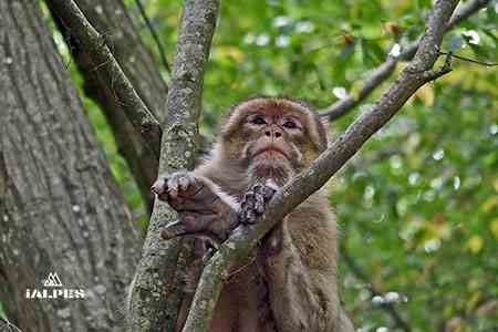 Parc animalier Nesle