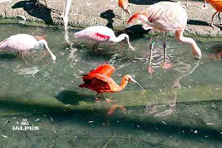 Parc des Oiseaux, Villard-les-Dombes