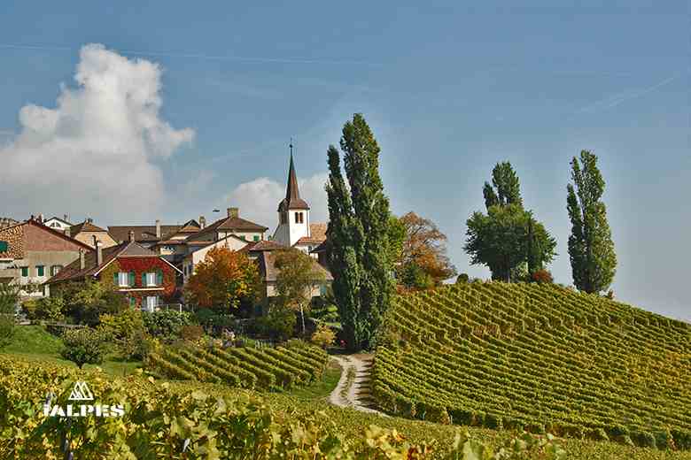 Vignobles de la Côte, canton de Vaud, Suisse