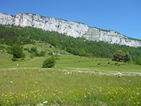 la chartreuse