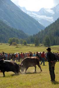 Prix pour les vaches lors des batailles de reines