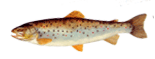 Truite Fario