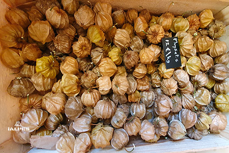 Cagette de physalis