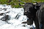 Vache d'Hérens, Valais