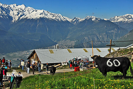 Valais, Inalpes alpage de Randonnaz, vache d'Herens