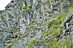 chamois val d'Anniviers