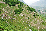 vignobles Fully