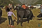 Reines à Cogne