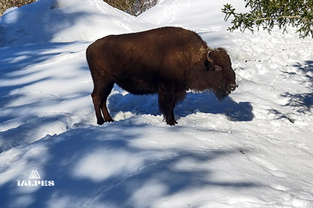 Bison Juraparc, Suisse